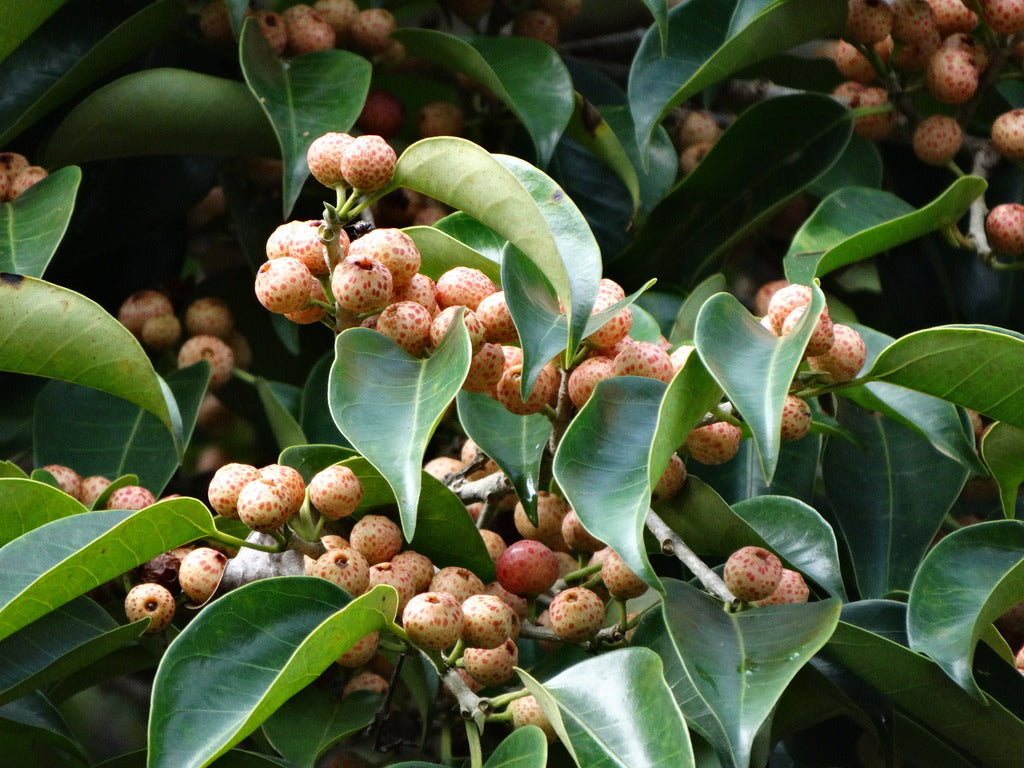 Green Ficus Pertusa Seeds for Planting - Evergrowseeds
