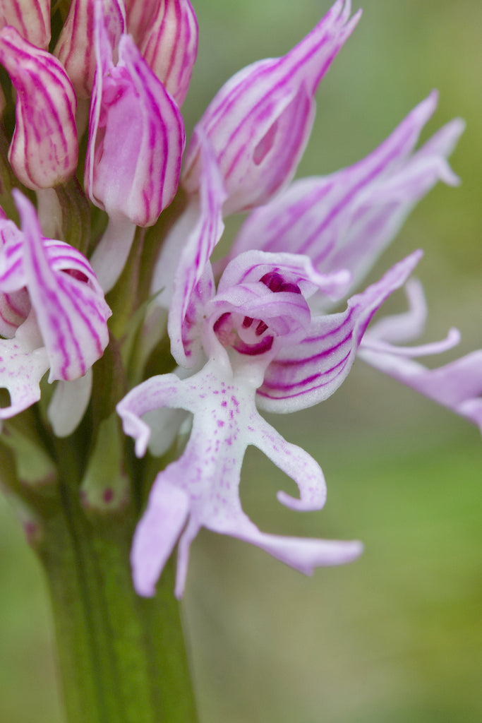 Orchid Man Flower Planting Seeds - Enhance Your Garden with Vibrant Orchid Blooms - Evergrowseeds