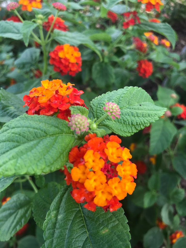 Orange Red Lantana Flower seeds for Planting - Pollinator Friendly, Heirloom & GMO Free Seeds for Home Garden