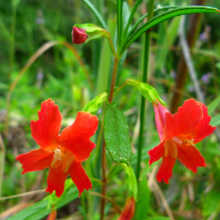 Red Monkey Flower seeds for Planting - Compact Growth, Heirloom & GMO Free Seeds for Home Garden
