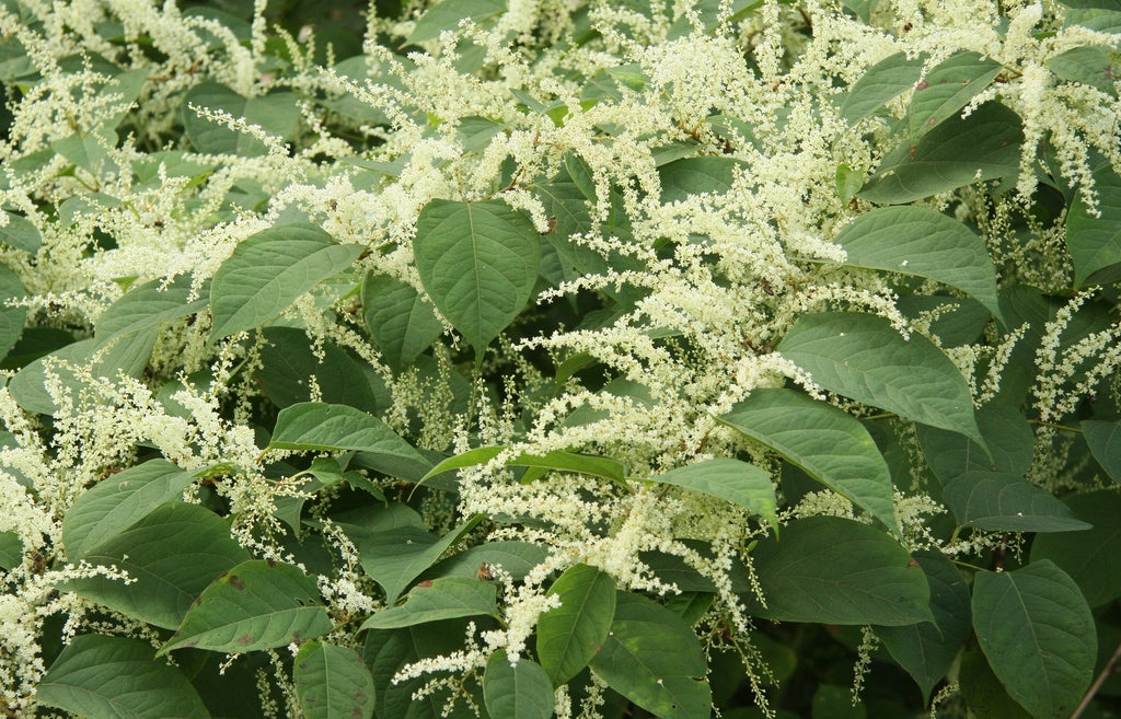 Fallopia Multiflora Flower seeds for Planting - Low Maintenance, Heirloom & GMO Free Seeds for Home Garden