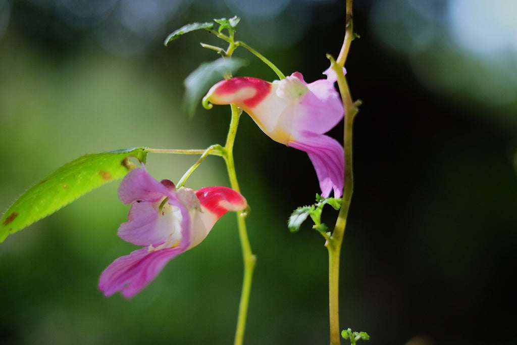 Impatiens Psittacina Flower seeds blooming in flower beds, containers, borders, and pollinator-friendly gardens