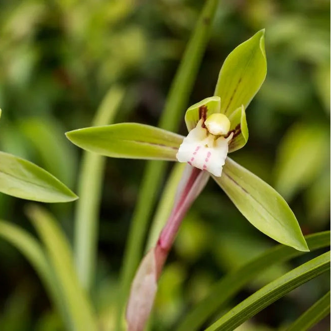 Pale Green Cymbidium Maxillaria Goeringii Seeds for Planting Pollinator Friendly Heirloom & GMO Free Seeds for Home Garden
Sale