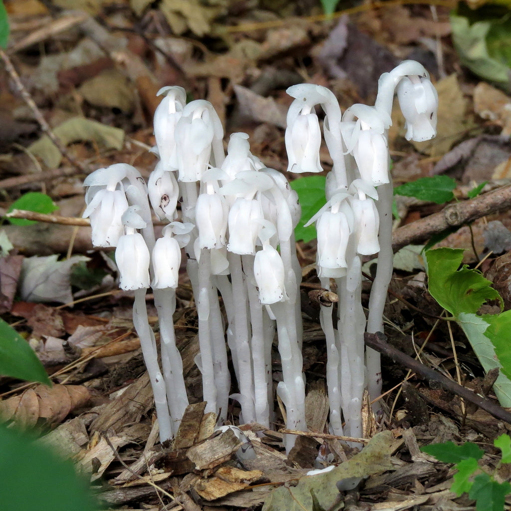 White Monotropa Uniflora Flower seeds for Planting - Compact Growth, Heirloom & GMO Free Seeds for Home Garden