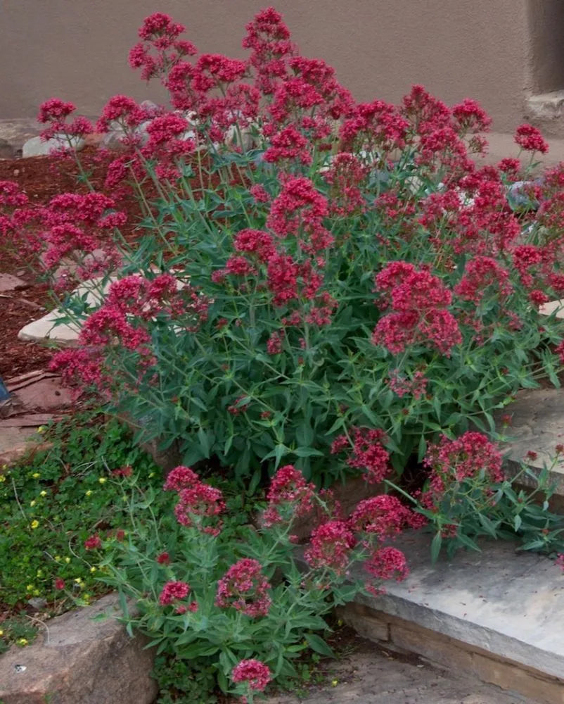 Red Jupiter's Beard Flower Seeds - Perennial Planting for Vibrant Blooms - Evergrowseeds