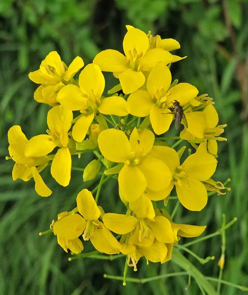 Yellow Edible Rape Flower seeds for Planting - Bright Blooms, Heirloom & GMO Free Seeds for Home Garden