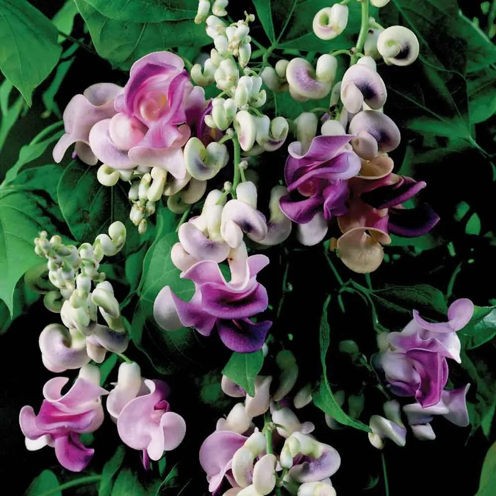 Vigna Caracalla Flower seeds for Planting - Cottage Garden Essential, Heirloom & GMO Free Seeds for Home Garden