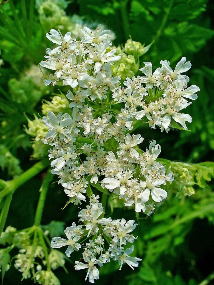 Myrrhis Odorata Flower seeds blooming in flower beds, containers, borders, and pollinator-friendly gardens
