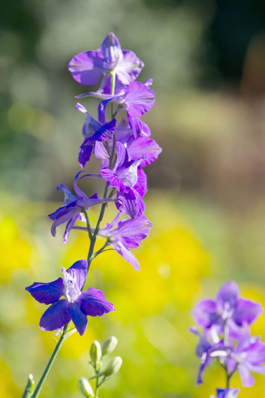 Rocket Larkspur Flower Seeds for Beautiful Garden Blooms - Evergrowseeds