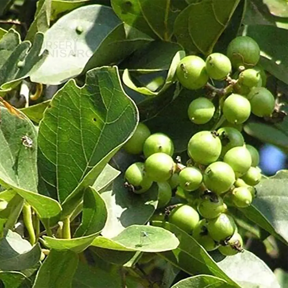 Green Toddalia Fruit Seeds for Planting Fruit Seeds for Home Gardens, Containers & Outdoor Growing