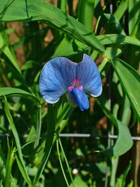 Blue Lathyrys Satuvys Flower seeds for Planting - Perfect for Borders, Heirloom & GMO Free Seeds for Home Garden