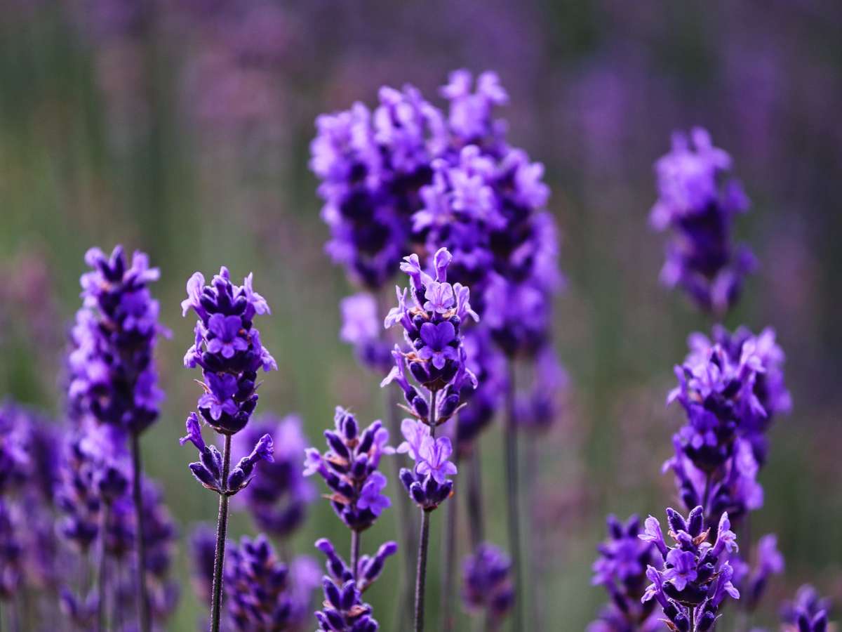 Lavandula Flower seeds for Planting Long Bloom Season Heirloom & GMO Free Seeds for Home Garden
