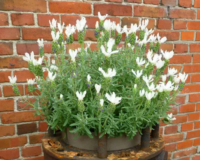 White Provence Lavender Flower Seeds for Planting Low Maintenance Heirloom & GMO Free Seeds for Home Garden
Sale