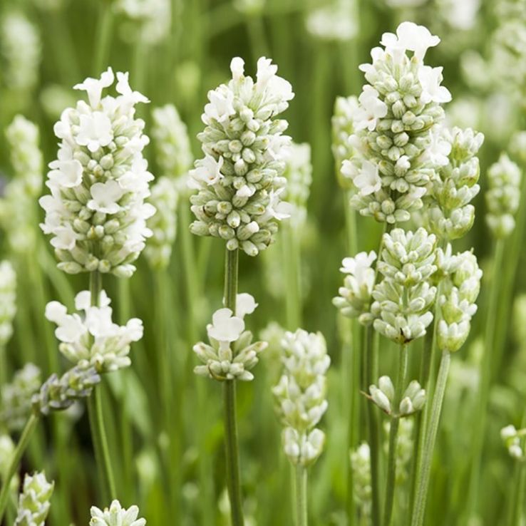 White Provence Lavender Flower Seeds for Planting Low Maintenance Heirloom & GMO Free Seeds for Home Garden
Sale