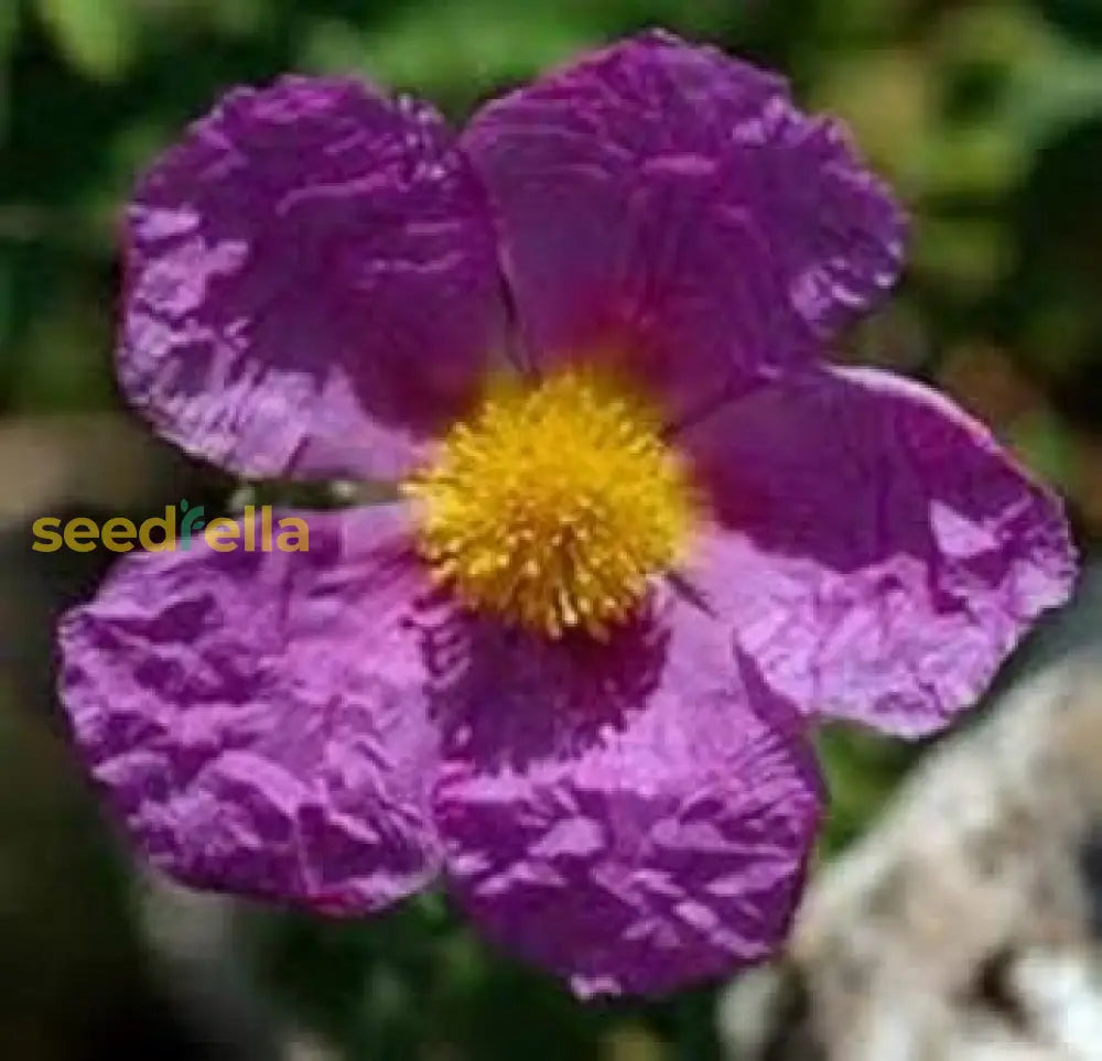 Lavender Creticus Flower Seeds For Planting - Aromatic Purple Blooms