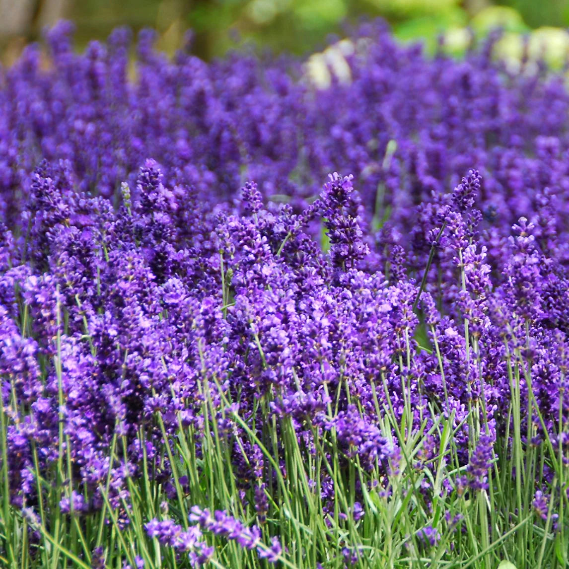 Lavender Flower seeds for Planting Garden Favorite Heirloom & GMO Free Seeds for Home Garden