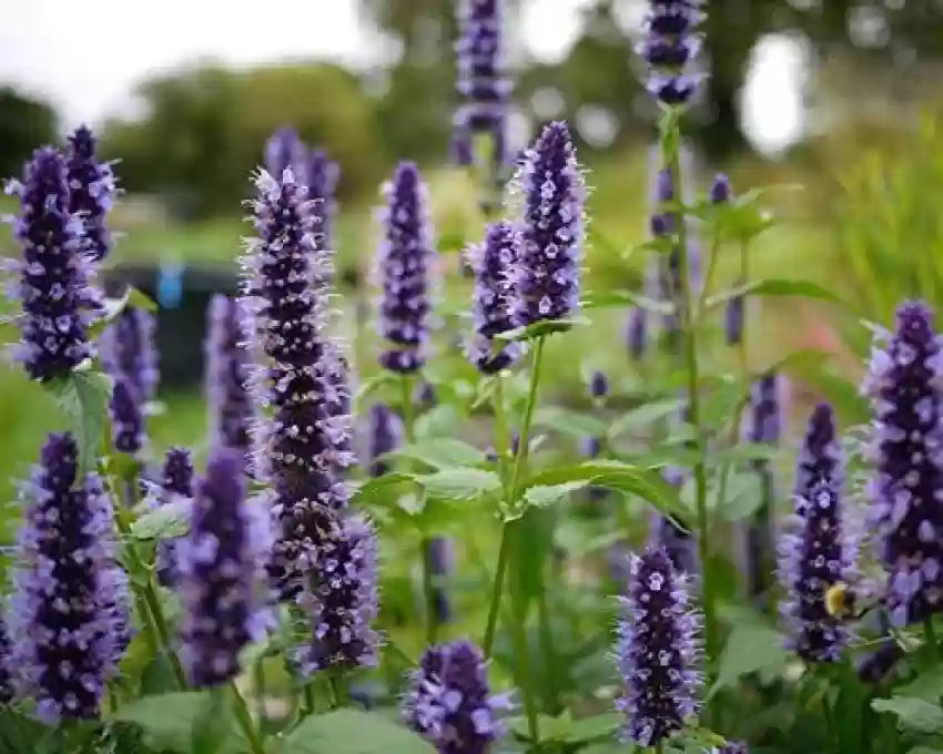Lavender Mint Flowers Blooming in Garden