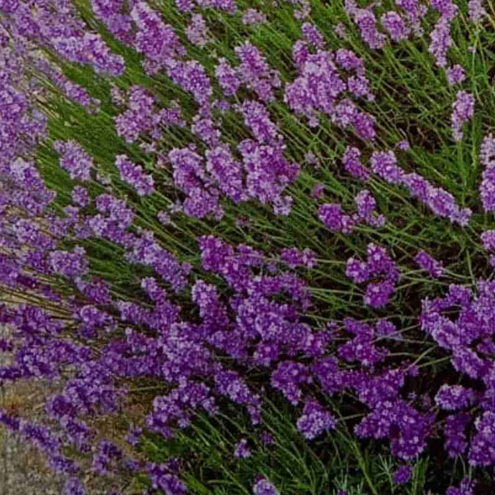 Lavanda Flower seeds blooming in flower beds, containers, borders, and pollinator-friendly gardens