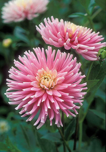 Chrysanthemum Flower seeds for Planting Hardy Variety Heirloom & GMO Free Seeds for Home Garden