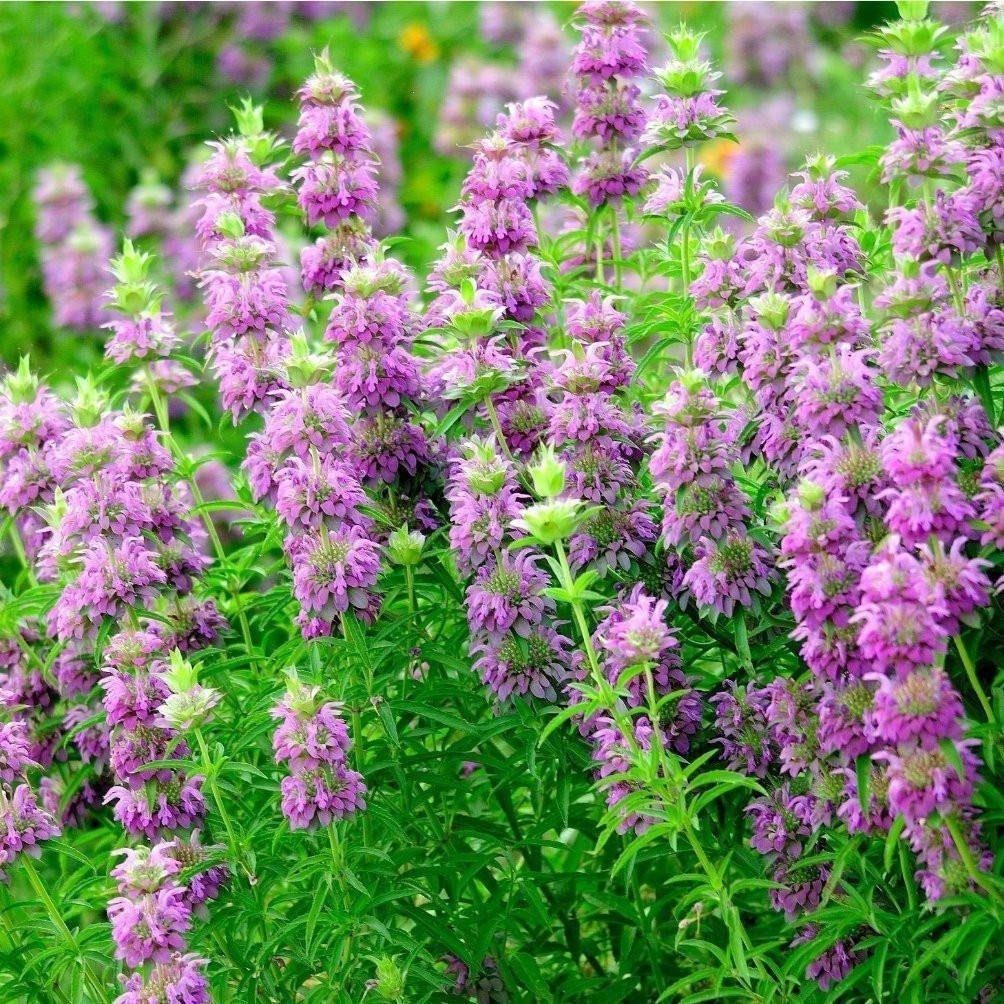 Close-up of Lemon Mint layered purple flowers