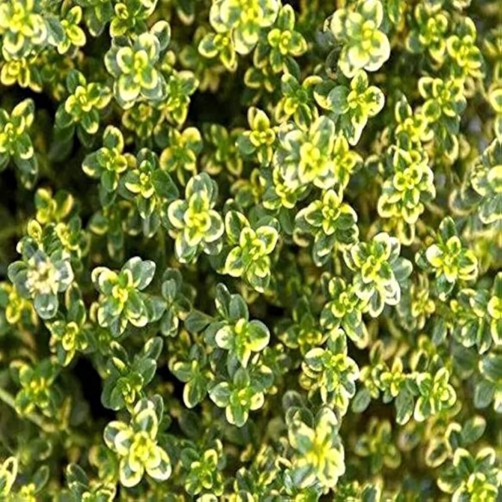 Lemon & Thyme mix flowers attracting bees and pollinators