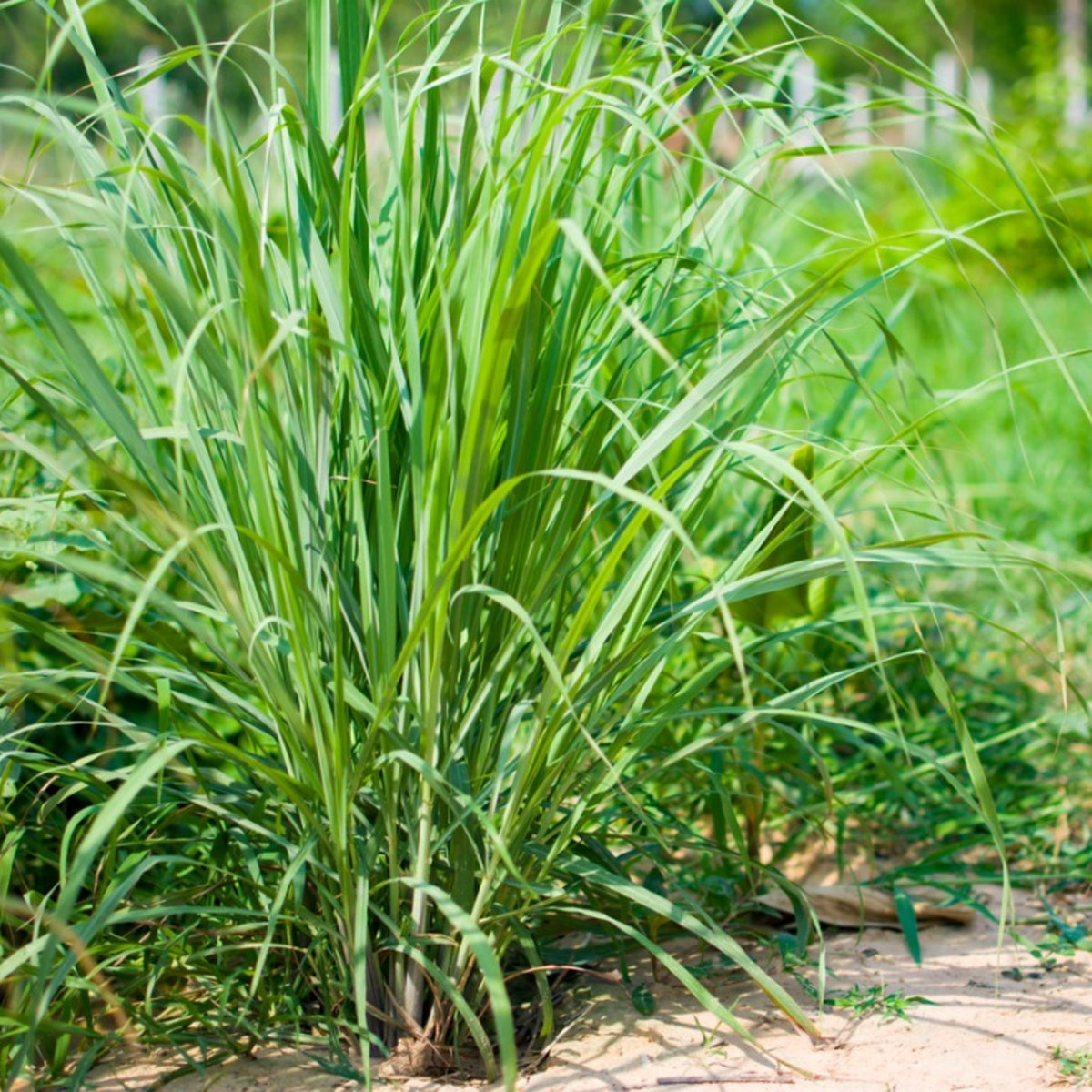 Lemongrass Seeds – Organic Aromatic Herb for Cooking and Teas
