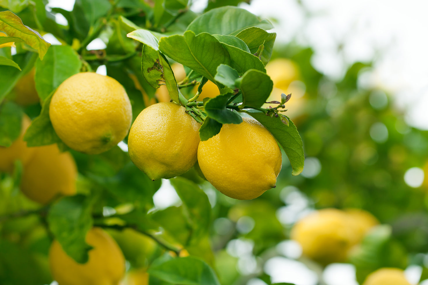 Citron Vegetable Seeds for Your Garden