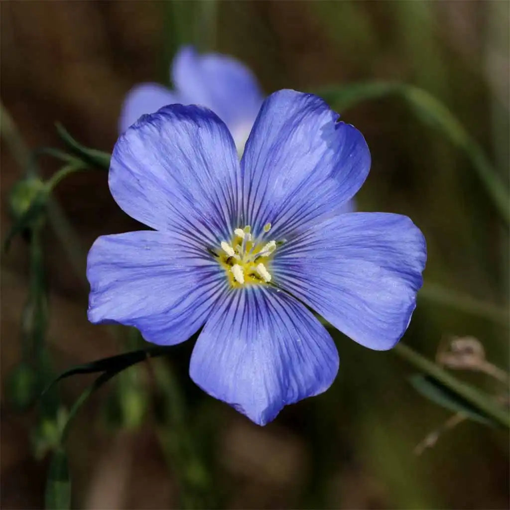 Blue Viscaria Flower seeds for Planting - Fragrant Blossoms, Heirloom & GMO Free Seeds for Home Garden