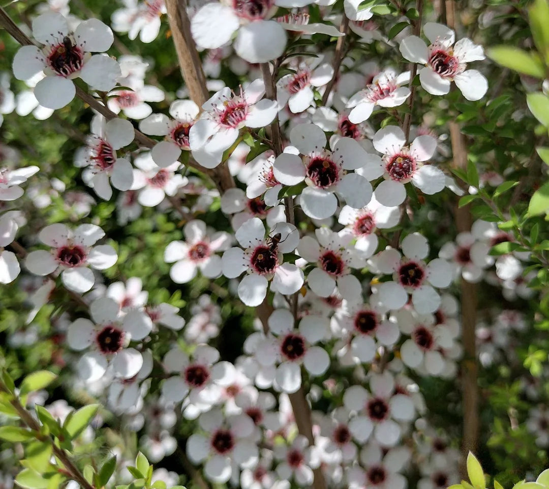 Leptospermum Flower seeds for Planting Long Bloom Season Heirloom & GMO Free Seeds for Home Garden