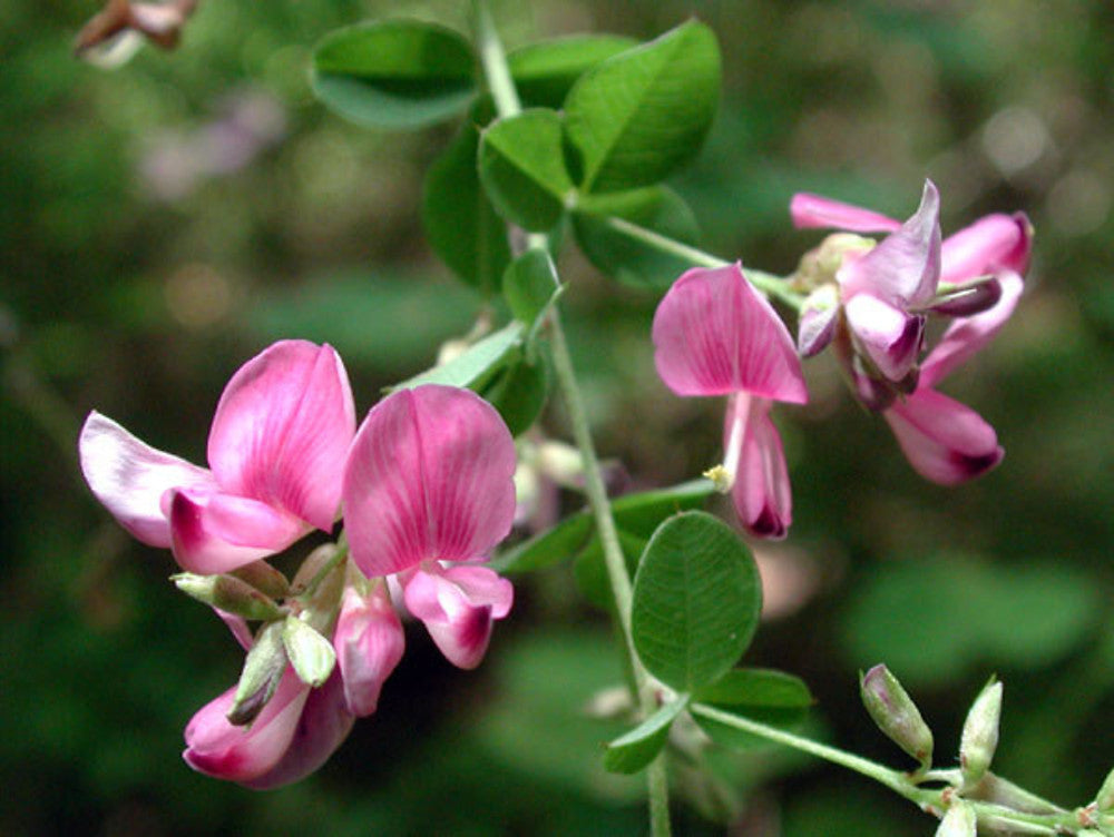 Lespedeza Bicolor Flower seeds blooming in flower beds, containers, borders, and pollinator-friendly gardens