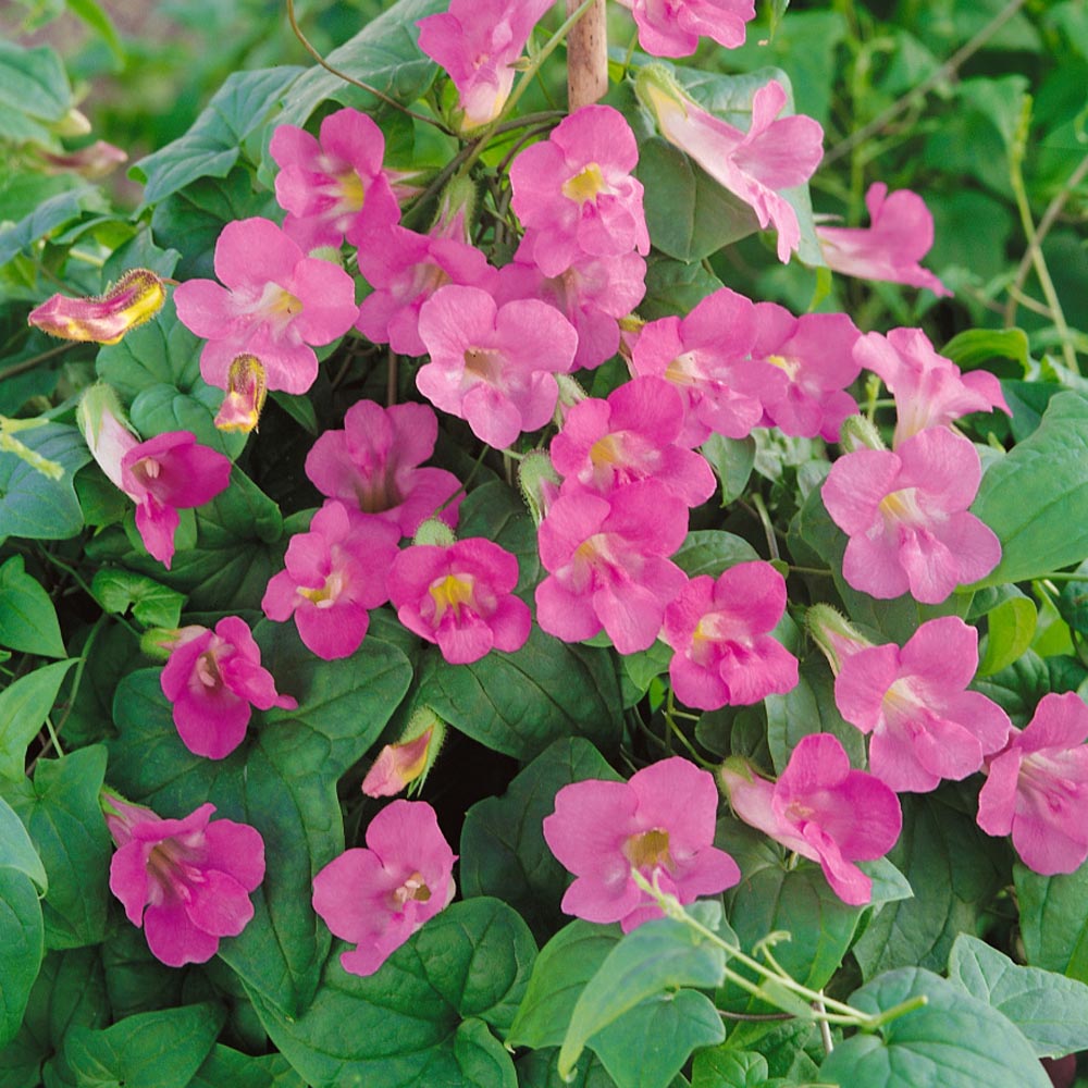 Pink Asarina Flower seeds for Planting - Bright Blooms, Heirloom & GMO Free Seeds for Home Garden