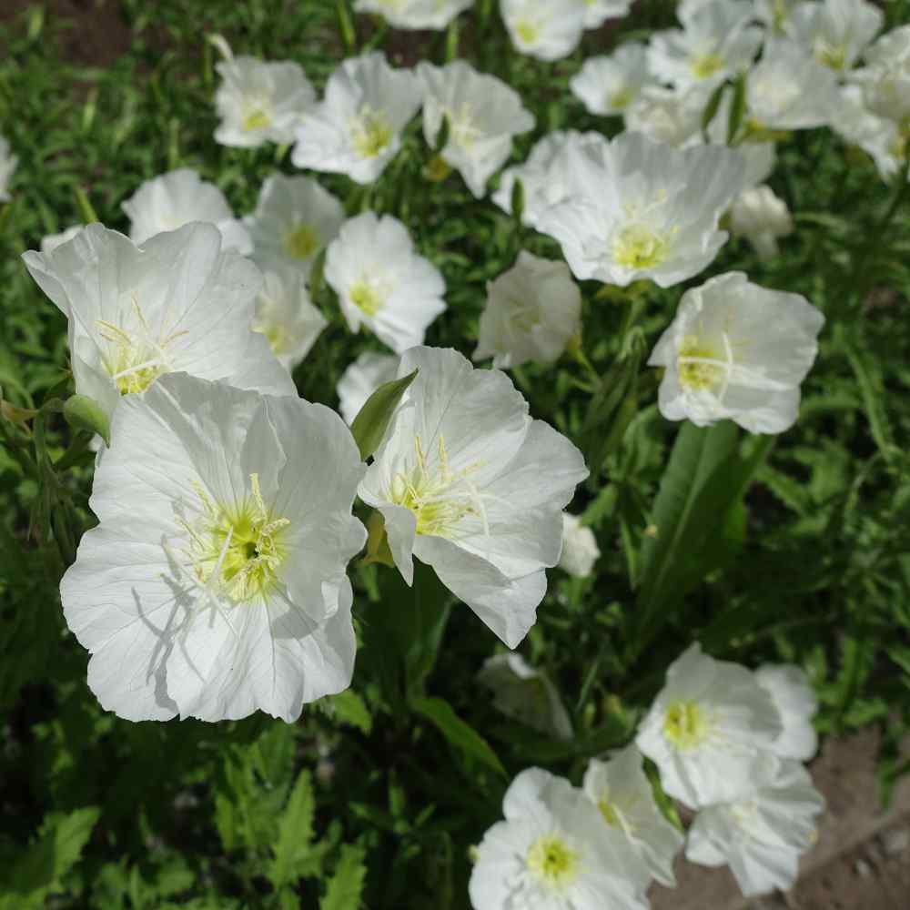 White Oenothera Flower seeds for Planting - Shade Tolerant, Heirloom & GMO Free Seeds for Home Garden