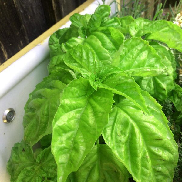 Lettuce Leaf Basil flowers attracting pollinators