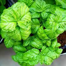 Lettuce Leaf Basil seedlings in seed tray