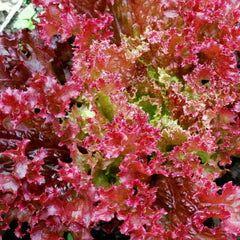 Red Lettuce Seeds for Planting Fresh Garden Vegetables