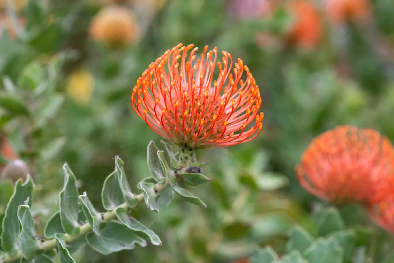 Leucospermum Cordifolium Seeds for Planting - Premium Flower Seeds for Vibrant Blooms