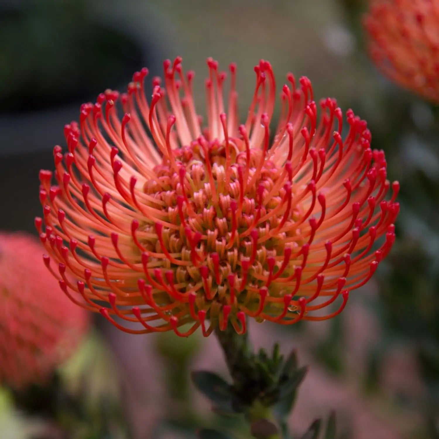Leucospermum Cordifolium Seeds for Planting - Premium Flower Seeds for Vibrant Blooms