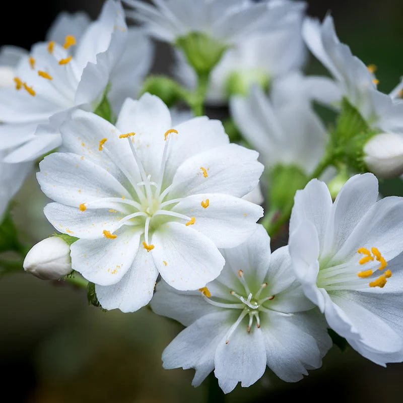White Nevada Lewisia Flower seeds for Planting - Easy to Grow, Heirloom & GMO Free Seeds for Home Garden Sale