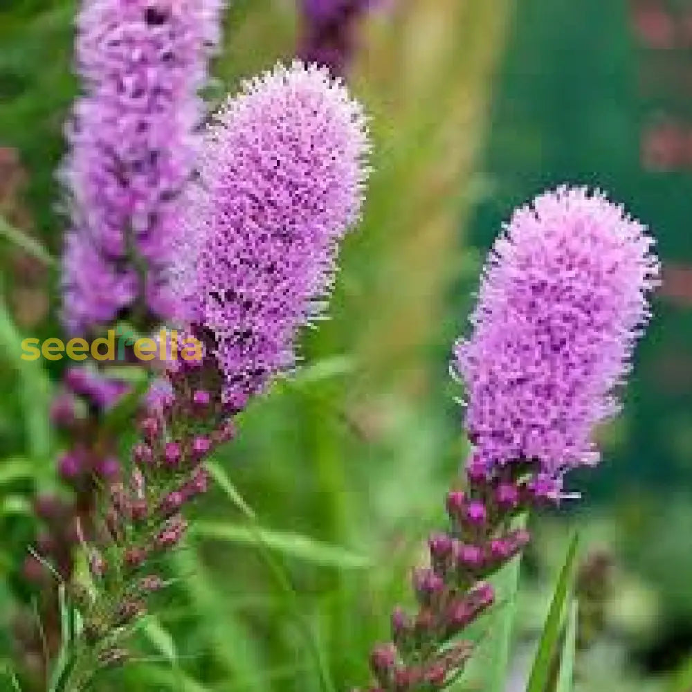 Liatris Flower Seeds For Planting Vibrant Perennial Blooms