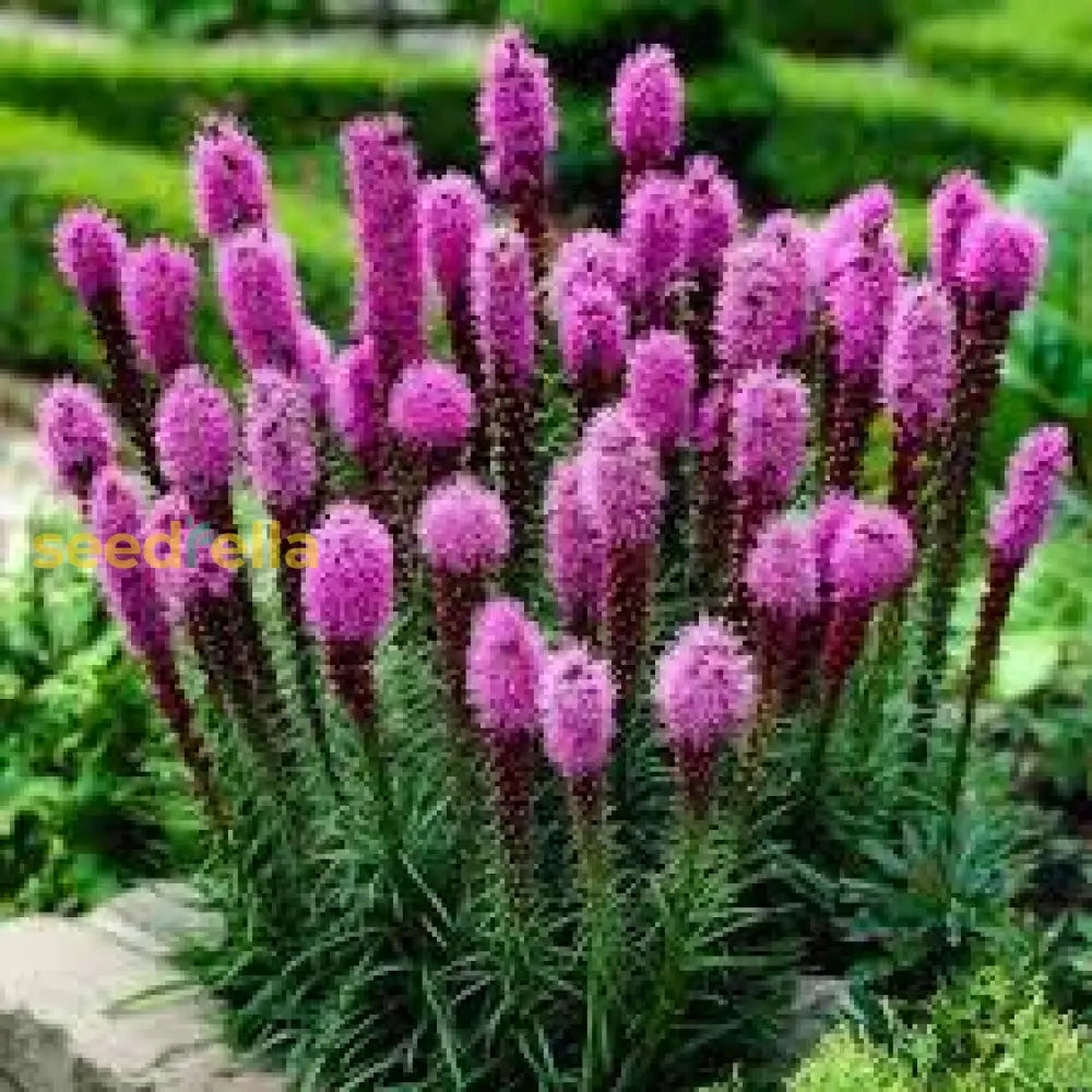 Liatris Flower Seeds For Planting Vibrant Perennial Blooms