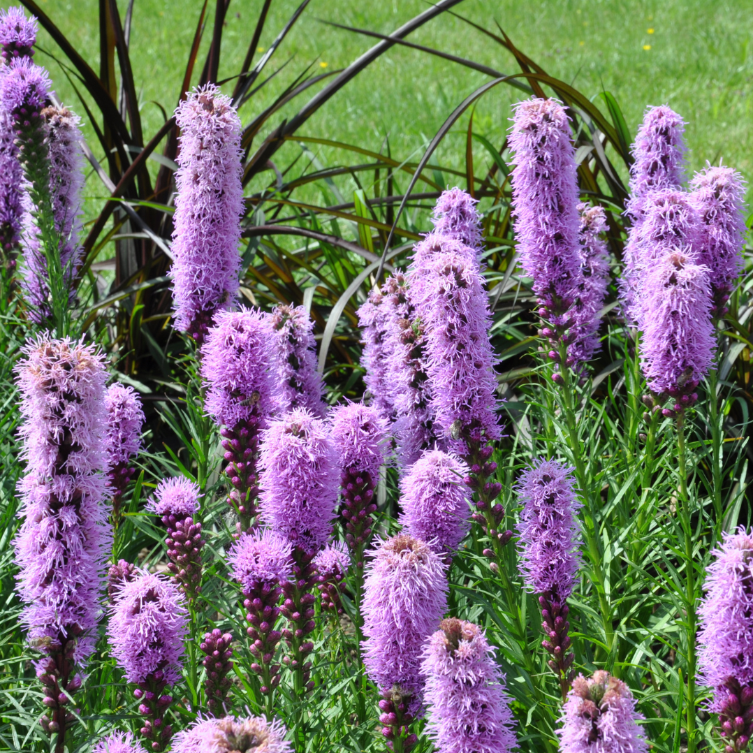 Prachtscharte Flower seeds for Planting Pollinator Friendly Heirloom & GMO Free Seeds for Home Garden Sale