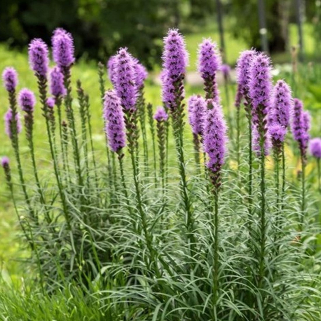 Lavender Liatris Flower seeds for Planting - Drought Tolerant, Heirloom & GMO Free Seeds for Home Garden