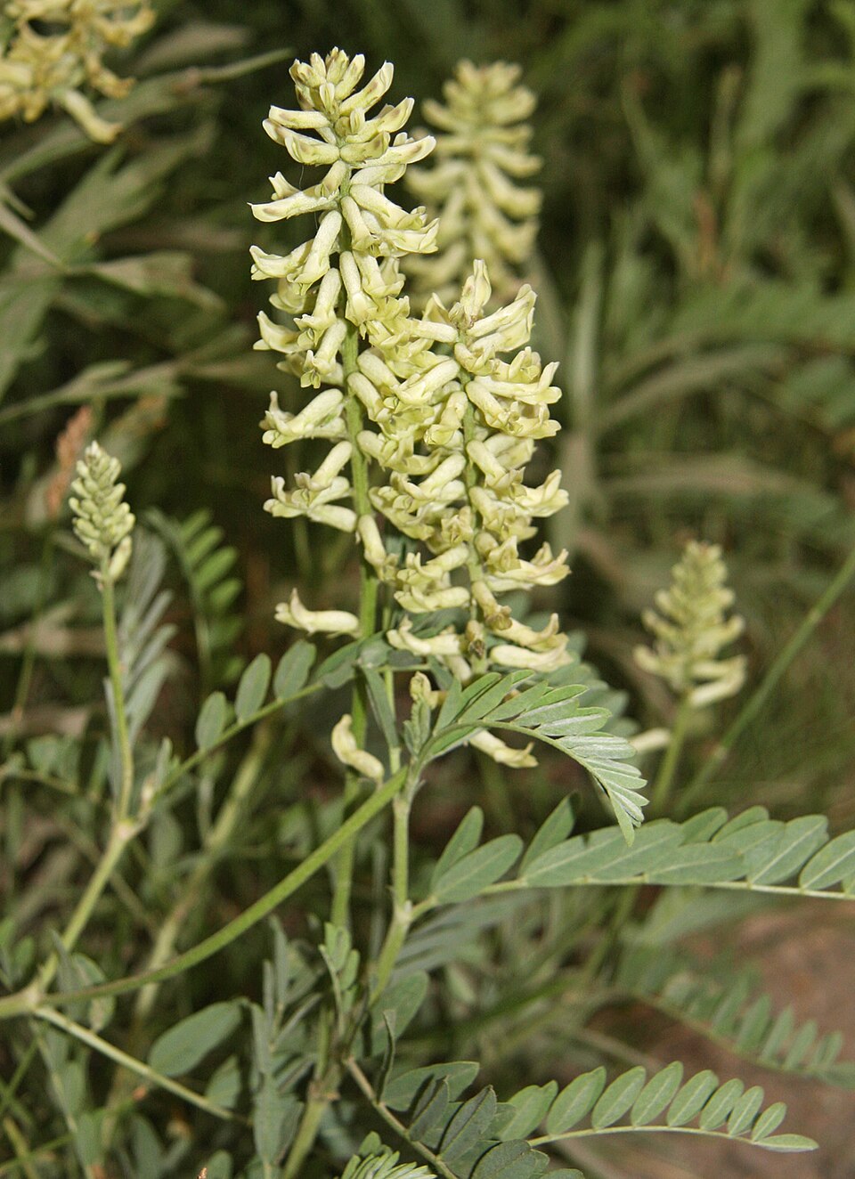 Roots of American Licorice showing aromatic qualities