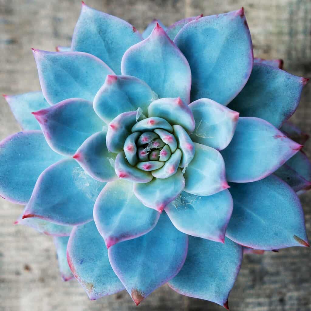Sky Blue Succulent Flower seeds for Planting - Drought Tolerant, Heirloom & GMO Free Seeds for Home Garden