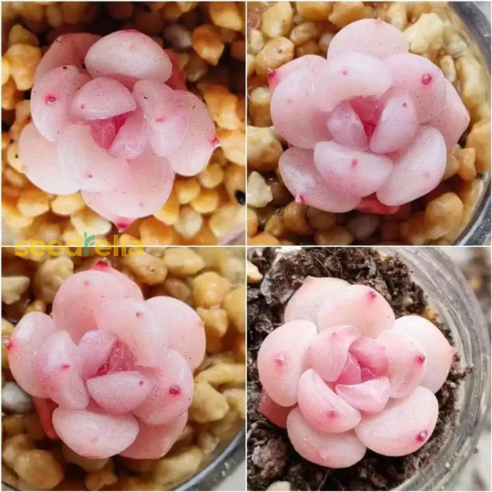Light Pink Echeveria Laui Seeds - Succulent For Indoor & Outdoor Planting Plant Seeds
