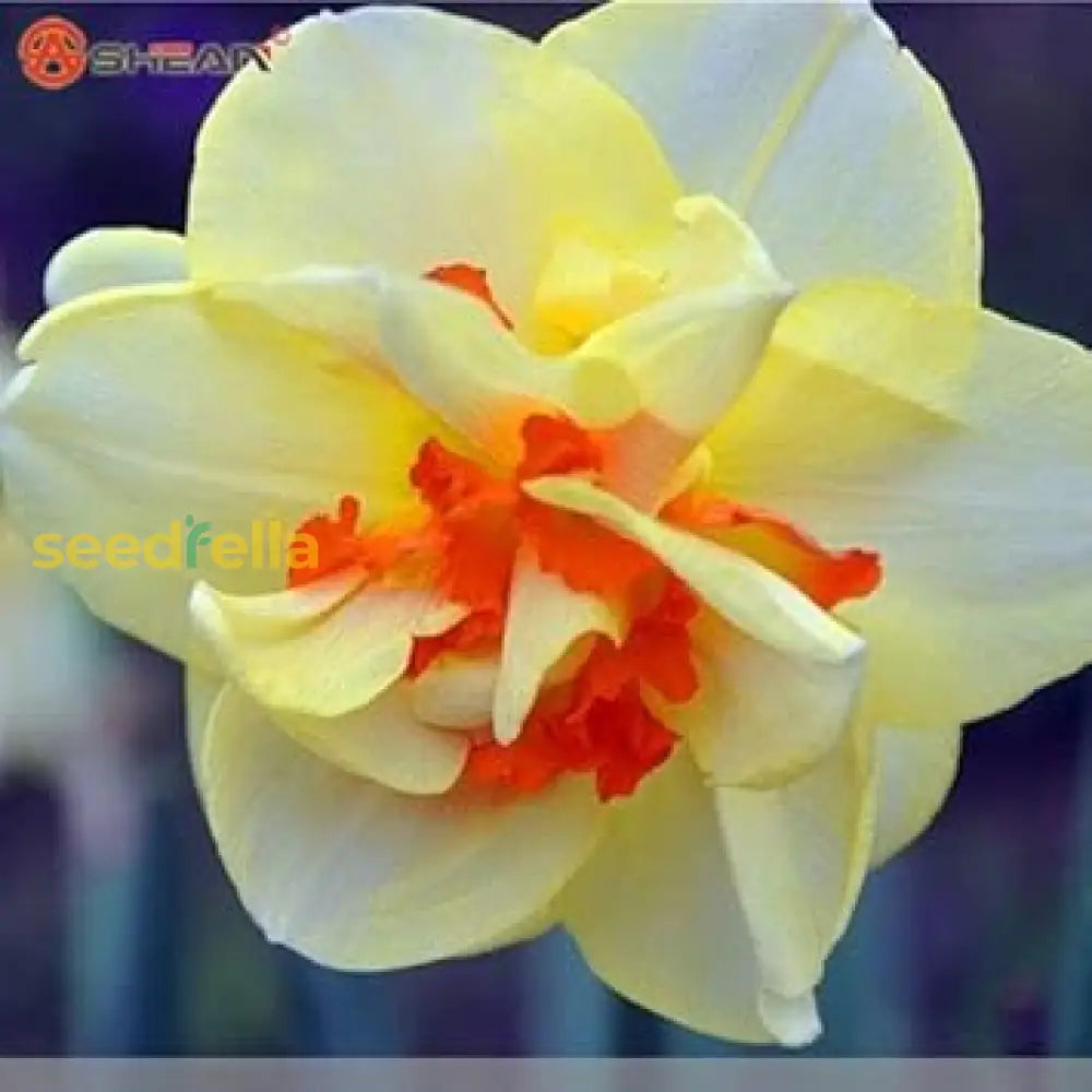 Light Yellow Daffodil Seeds For Planting Perennial Spring Blooms Garden Flower