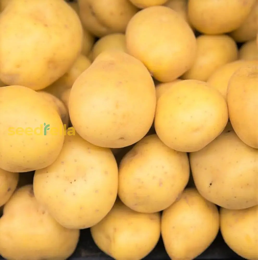 Light Yellow Potato Seeds For Easy Planting Vegetable Seeds