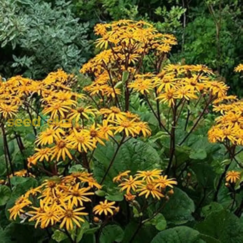 Ligularia Dentata Planting Seeds Stunning Perennial Flower Plant Seeds