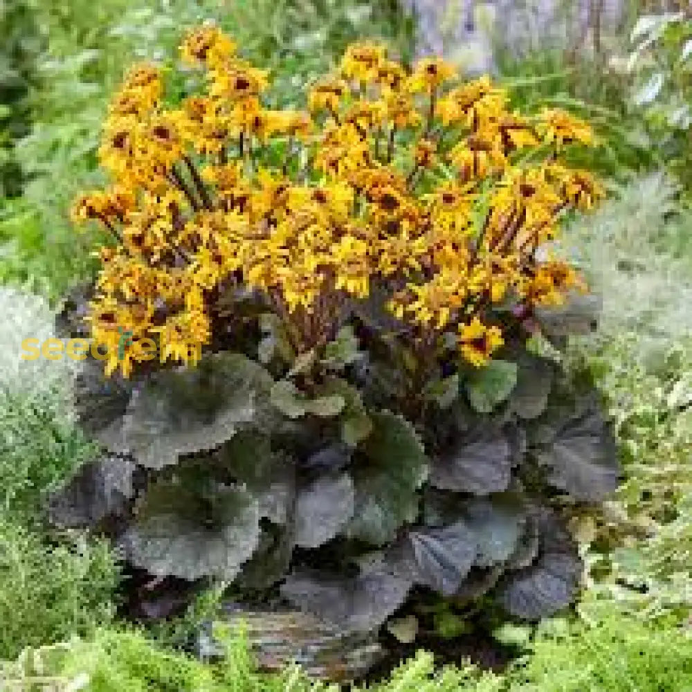 Ligularia Dentata Planting Seeds Stunning Perennial Flower Plant Seeds