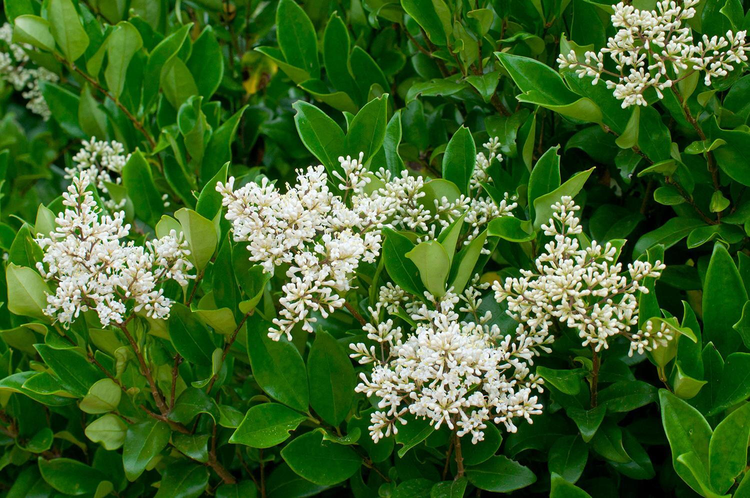 White Privet Flower Seeds for Planting Enhance Your Garden Heirloom Non-GMO Seeds